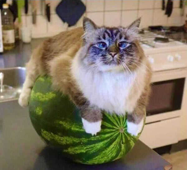 cat sitting on melon