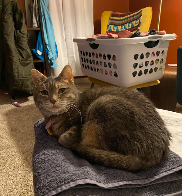 cat on towel