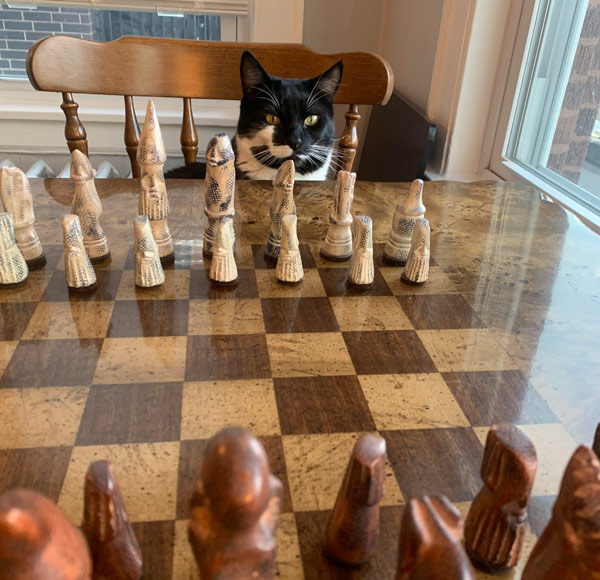 cat and chessboard