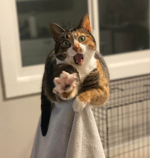 cat reaching out