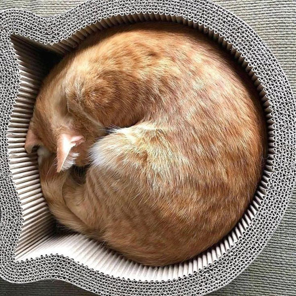 cat in cat-shaped cat bed