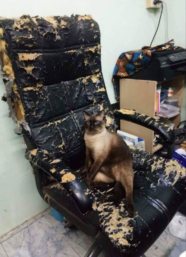 cat with shredded chair