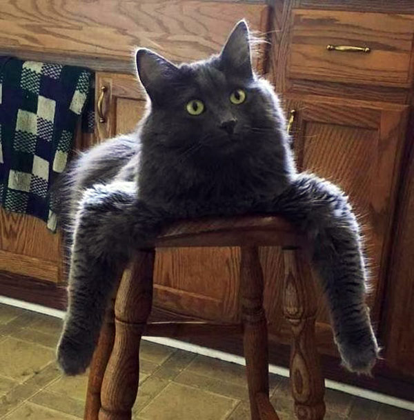 cat sitting strangely