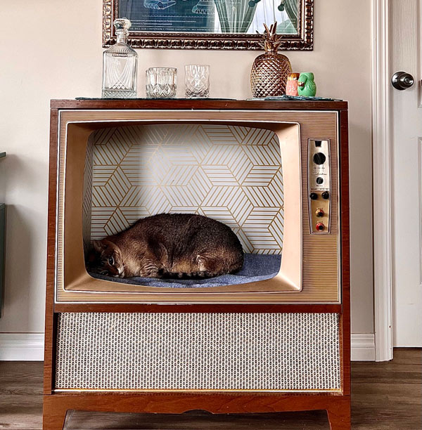 cat sleeping in vintage Tv