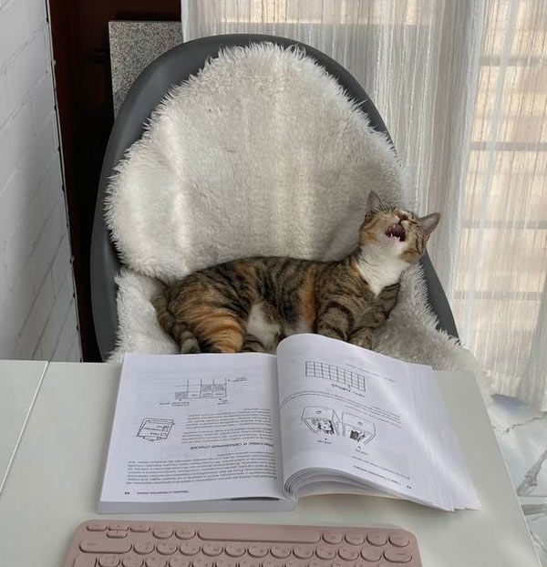 cat sleeping in front of book