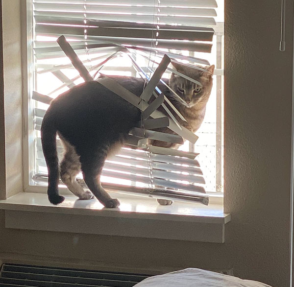 cat ruined venetian blinds
