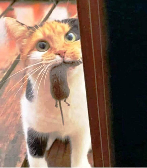 cat with dead mouse in mouth