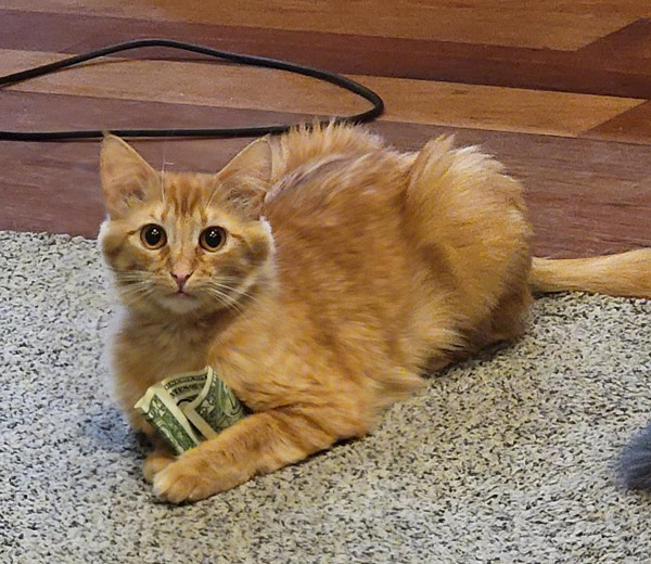 cat with a dollar bil