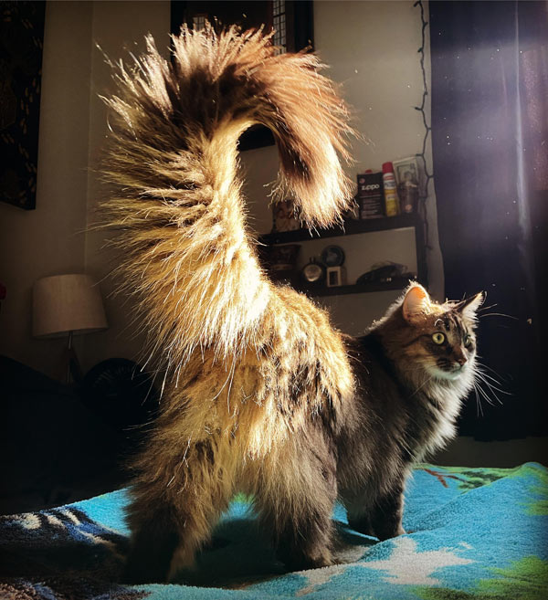 cat with large poofy tail