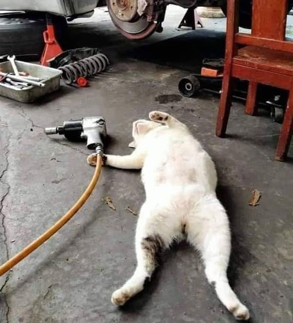 car mechanic cat