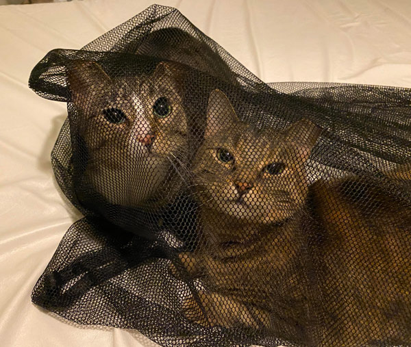 cats in mesh bag