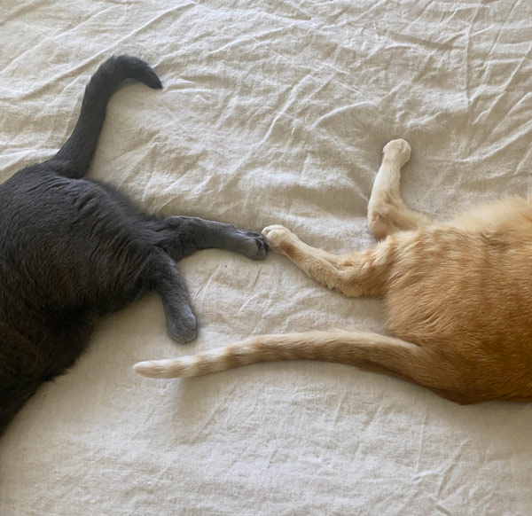 two cats touching tails