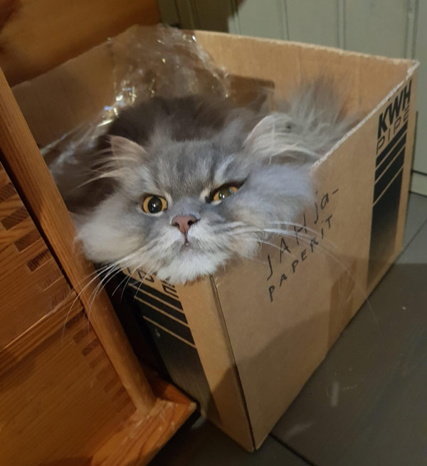 comfy cat in box