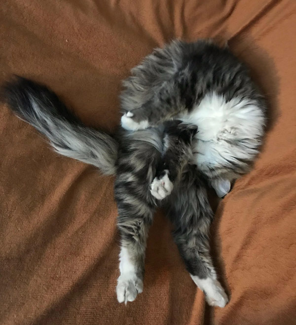 contorted cat