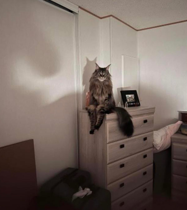 creepy cat on dresser