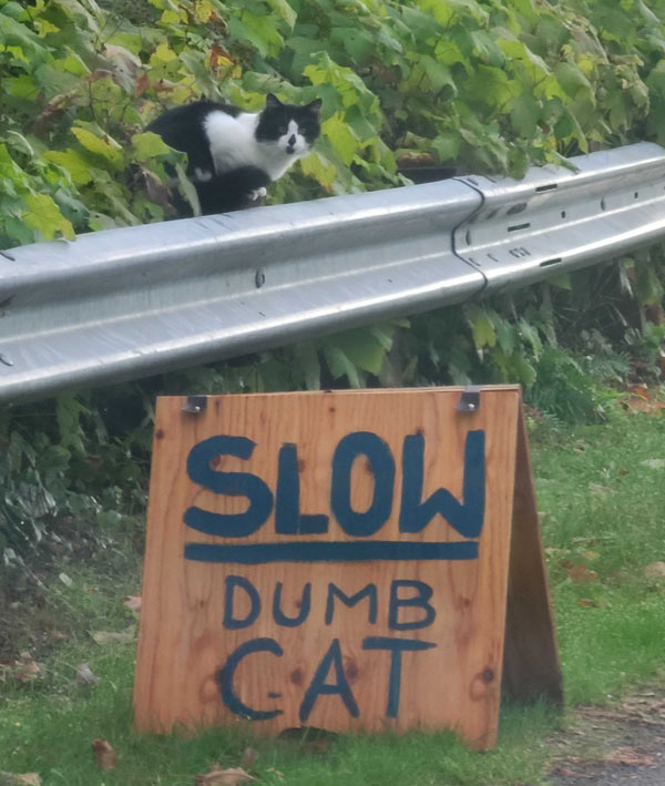 dumb cat sign
