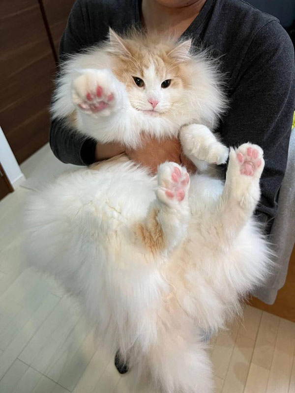 big fluffy cat