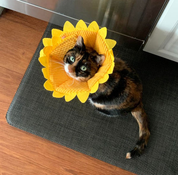 flower neck cat