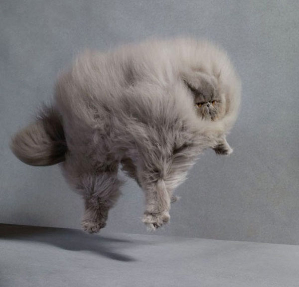 flying floofy cat