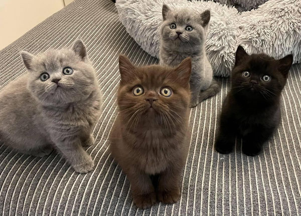 four fluffy kittens