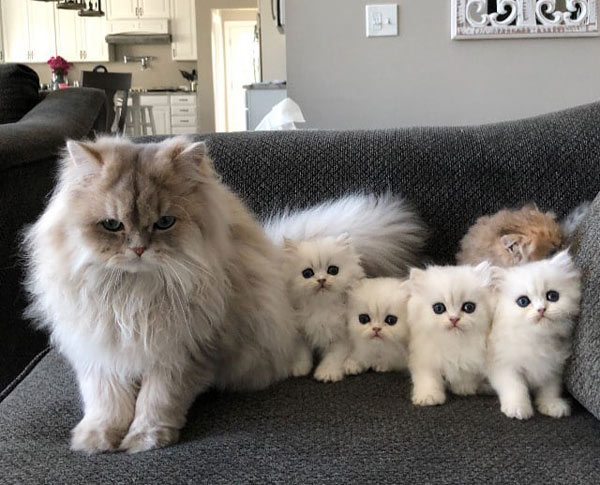 four white kittens