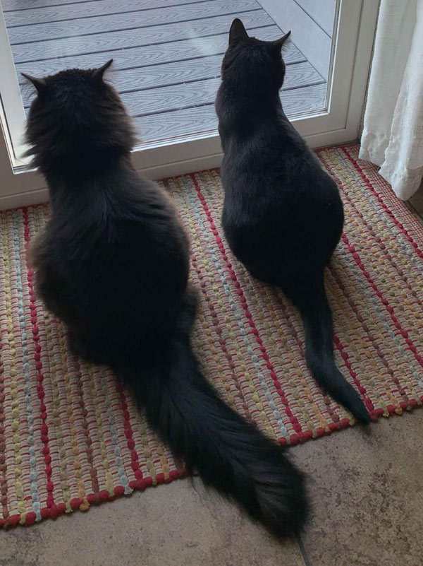 fluffy and slender black cats