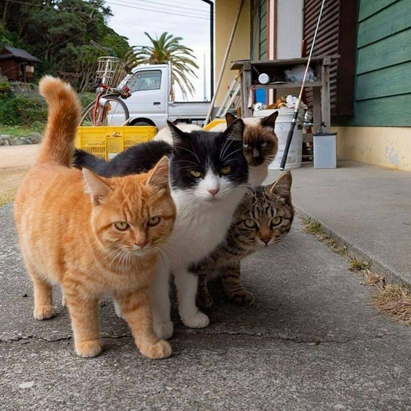 gang of four cats