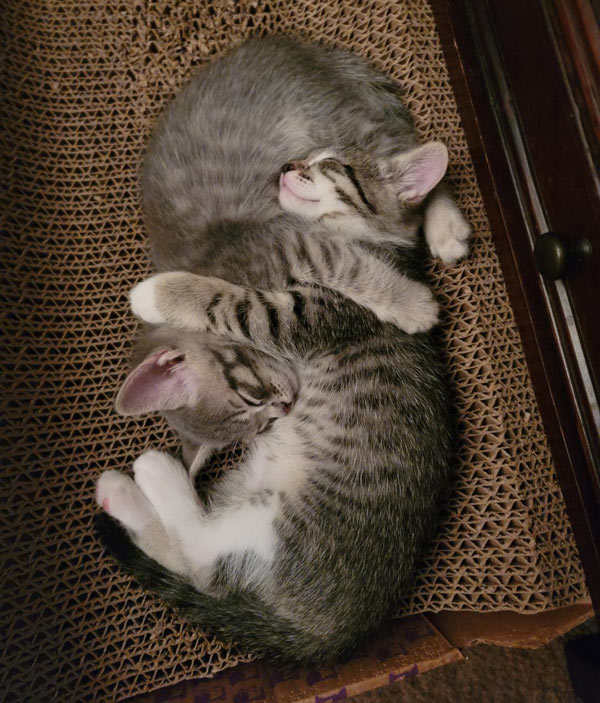intertwined kittens