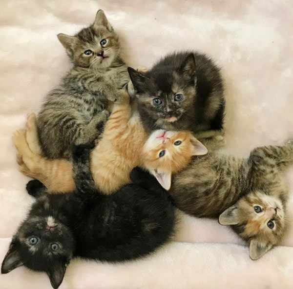 jumble of kittens