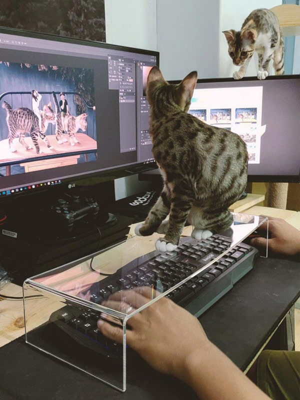 cat keyboard protector