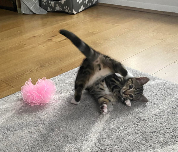 kitten dancing