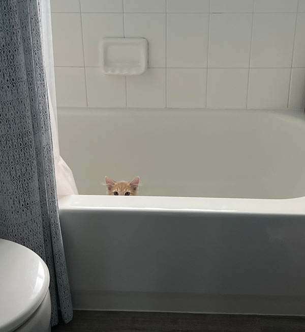 kitten in bath-tub