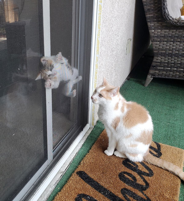 kitten in screen door