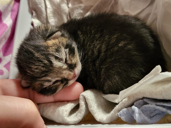 kitten asleep on finger
