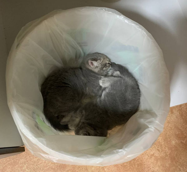 kittens asleeo in trash bucket
