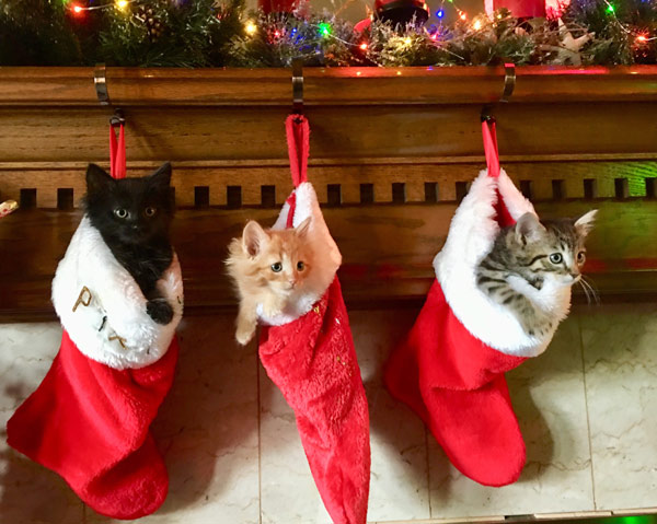 kittens in xmas stockings