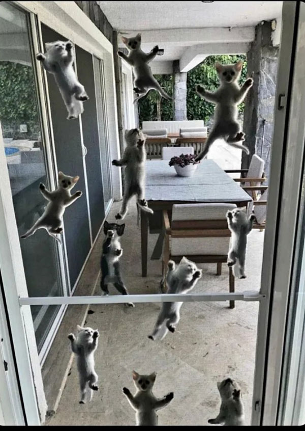 kittens on screen door