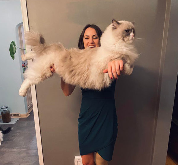 long fluffy cat