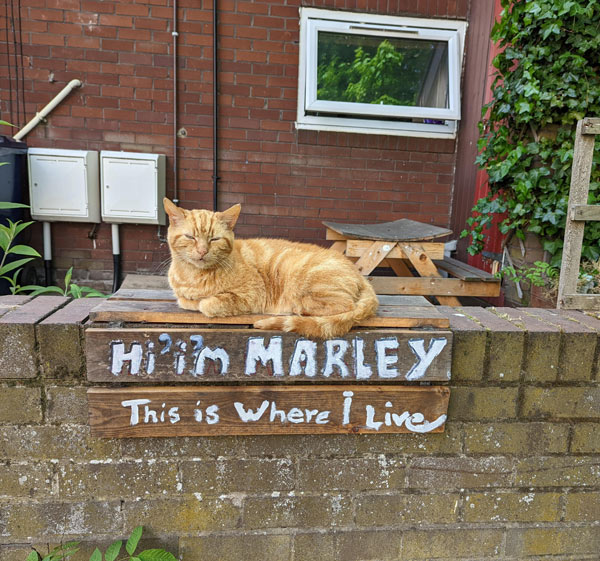 marley the cat
