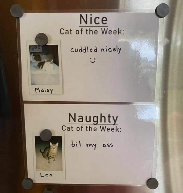 naughty and nice cats