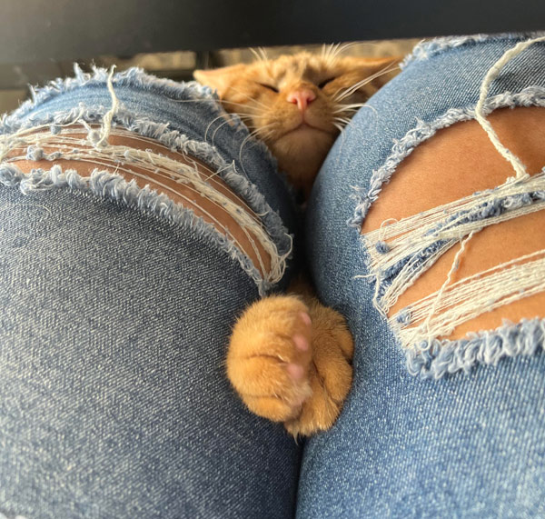 orange cat between legs