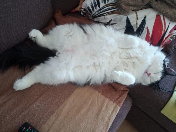 poofy belly cat
