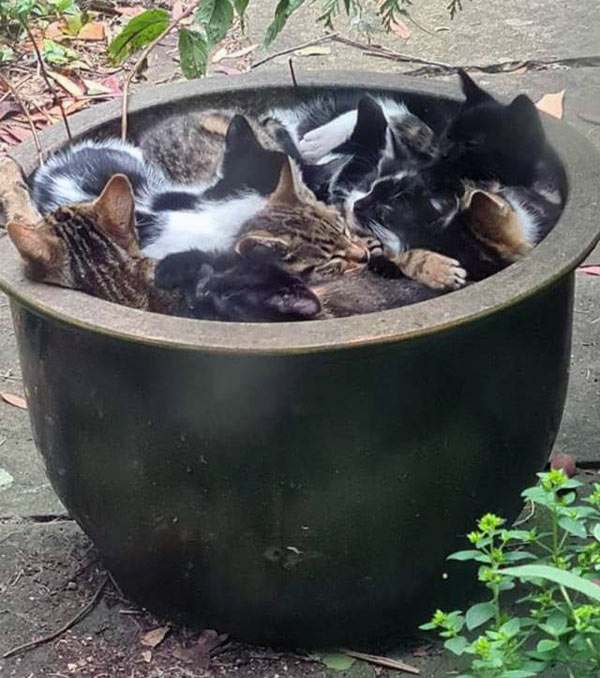 pot full of kittens