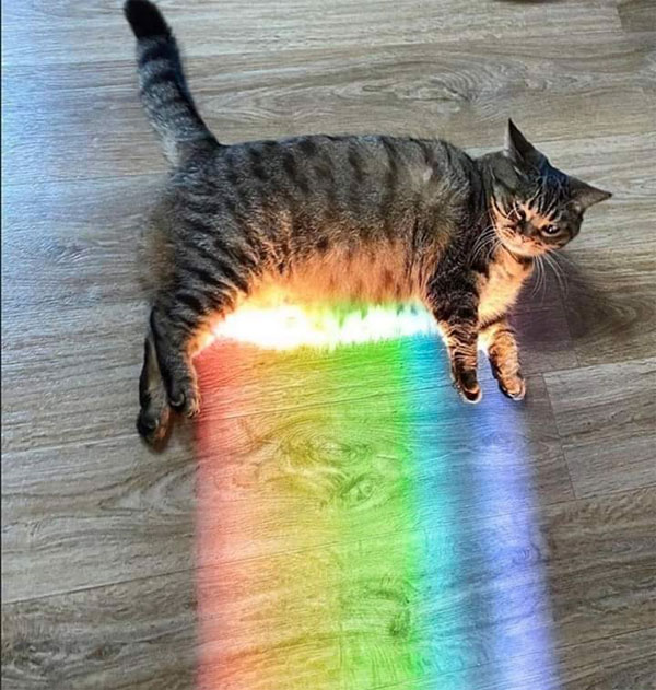 rainbow belly cat