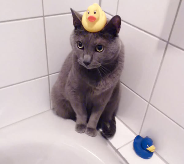 cat with rubber duck on head
