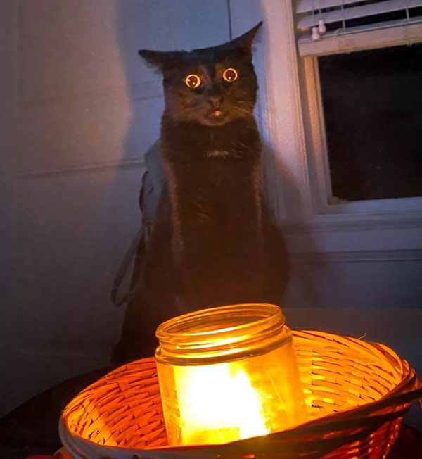 scared black cat with candle