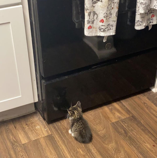 kitten looking at stove