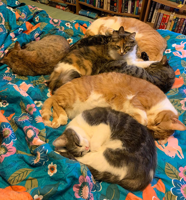 seven cats sleepin on bed