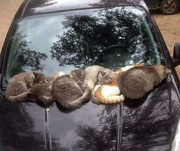 six cats on car