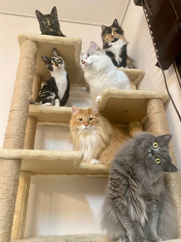 six crazy cats